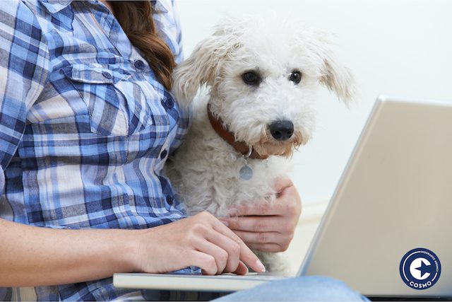 dog watching laptop