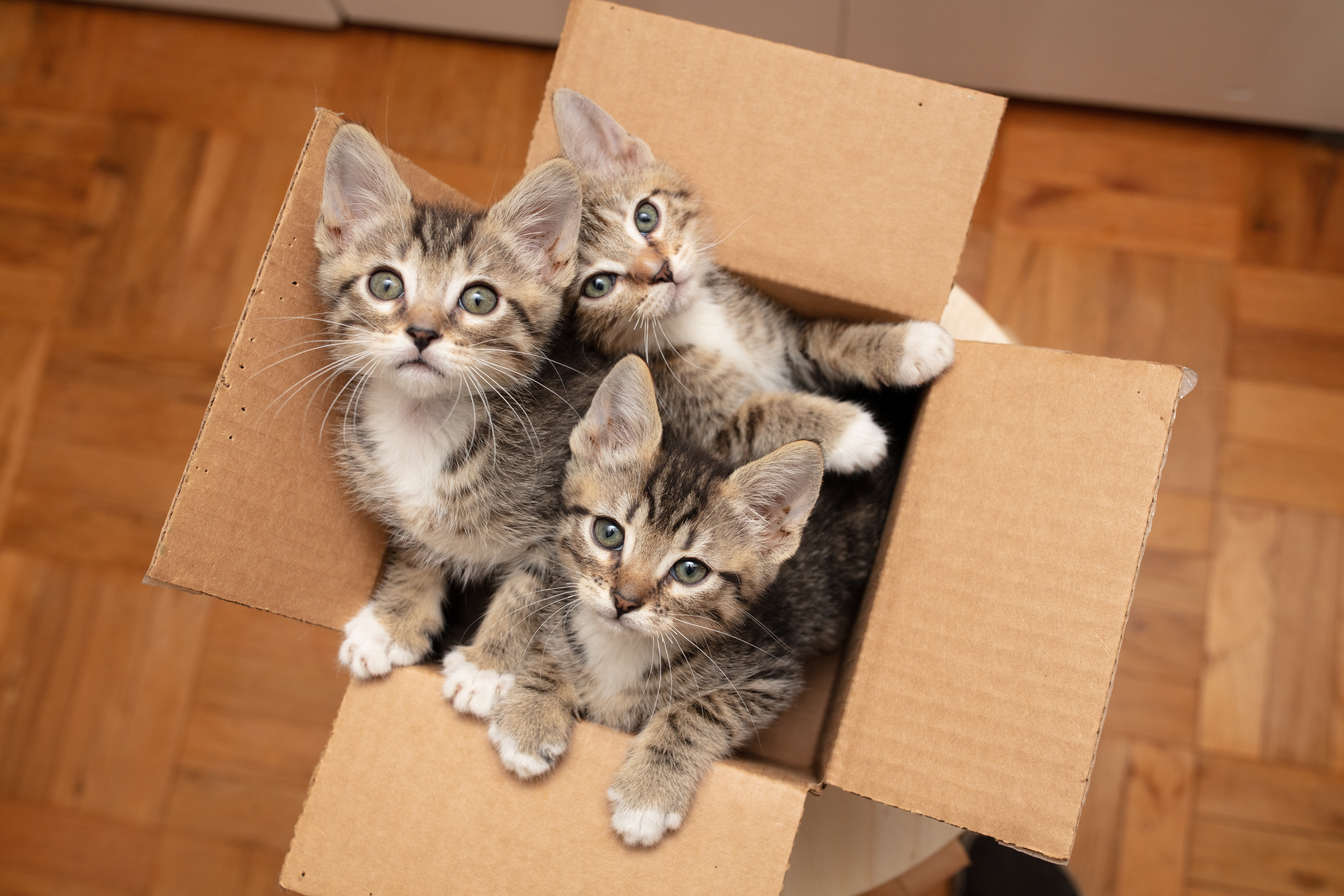 Brown,Tabby,Cat,Kittens,In,Cardboard,Box