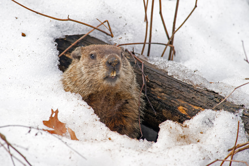 Groundhog,Emerging,From,A,Snow,Covered,Den
