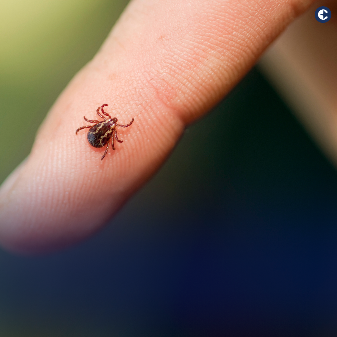Protecting Yourself: The Surge in Tick-Borne and Mosquito-Borne Illnesses This Summer