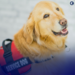 Celebrate National Assistance Dog Day by exploring the vital role of assistance dogs in enhancing the lives of individuals with disabilities. Discover how disability insurance coverage provides essential financial protection and support for a secure and independent future.