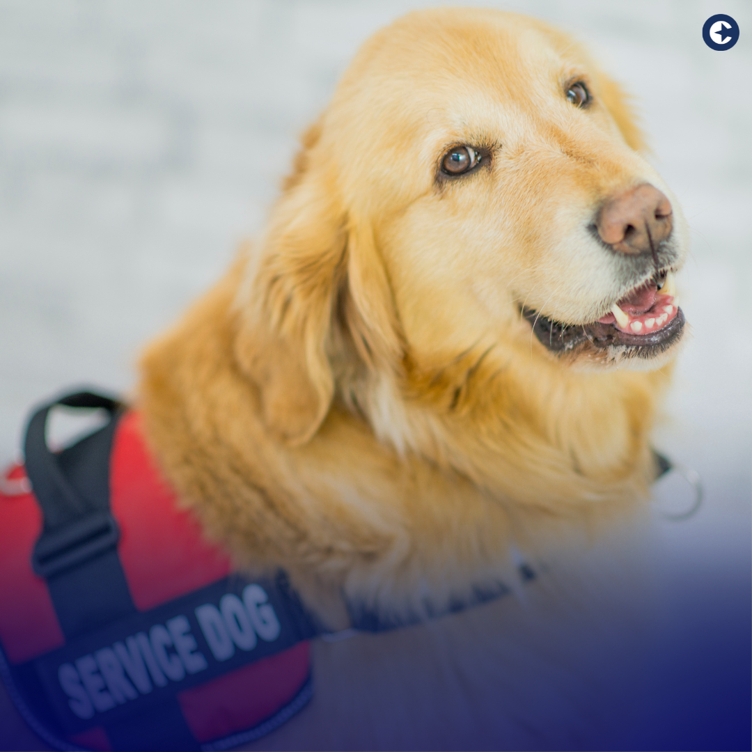 Celebrate National Assistance Dog Day by exploring the vital role of assistance dogs in enhancing the lives of individuals with disabilities. Discover how disability insurance coverage provides essential financial protection and support for a secure and independent future.