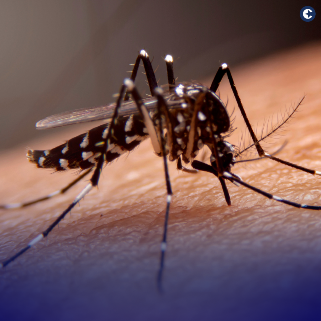 Discover the significance of World Mosquito Day on August 20th. Explore the global battle against mosquito-borne diseases, the impact on public health, and the ongoing efforts to prevent their spread.