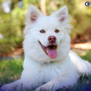 Deaf Dog Awareness Week falls on September 24 this year, focusing on the unique needs of deaf dogs. Learn how pet insurance can help in managing their healthcare costs and ensuring they lead a comfortable life.