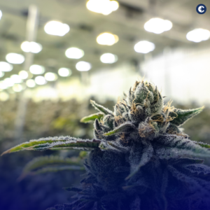 Explore how the unionization of NJ Leaf in New Jersey's cannabis industry is enhancing service quality for medical patients and improving working conditions, setting new standards in the sector.

