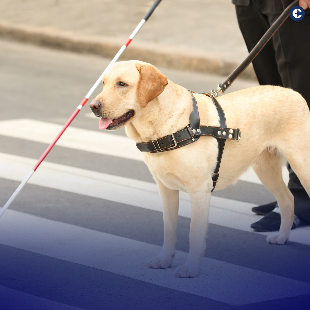 Discover the remarkable world of Seeing Eye guide dogs, empowering individuals with visual impairments. Learn how these incredible companions enhance independence and emotional well-being. Plus, explore the importance of disability insurance as a financial safety net in times of unexpected challenges.